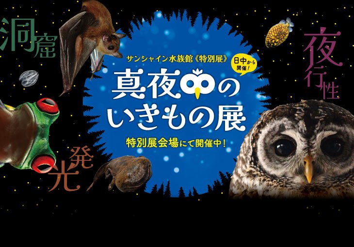 サンシャイン水族館特別展　真夜中のいきもの展