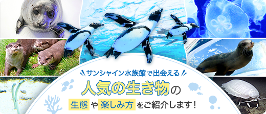 サンシャイン水族館で出会える 人気の生き物の生態や楽しみ方をご紹介します！